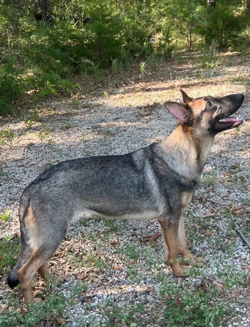 A dog standing on top of a grass covered field.