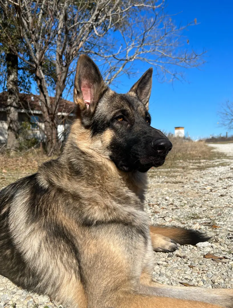 A german shepherd dog sitting on the ground.