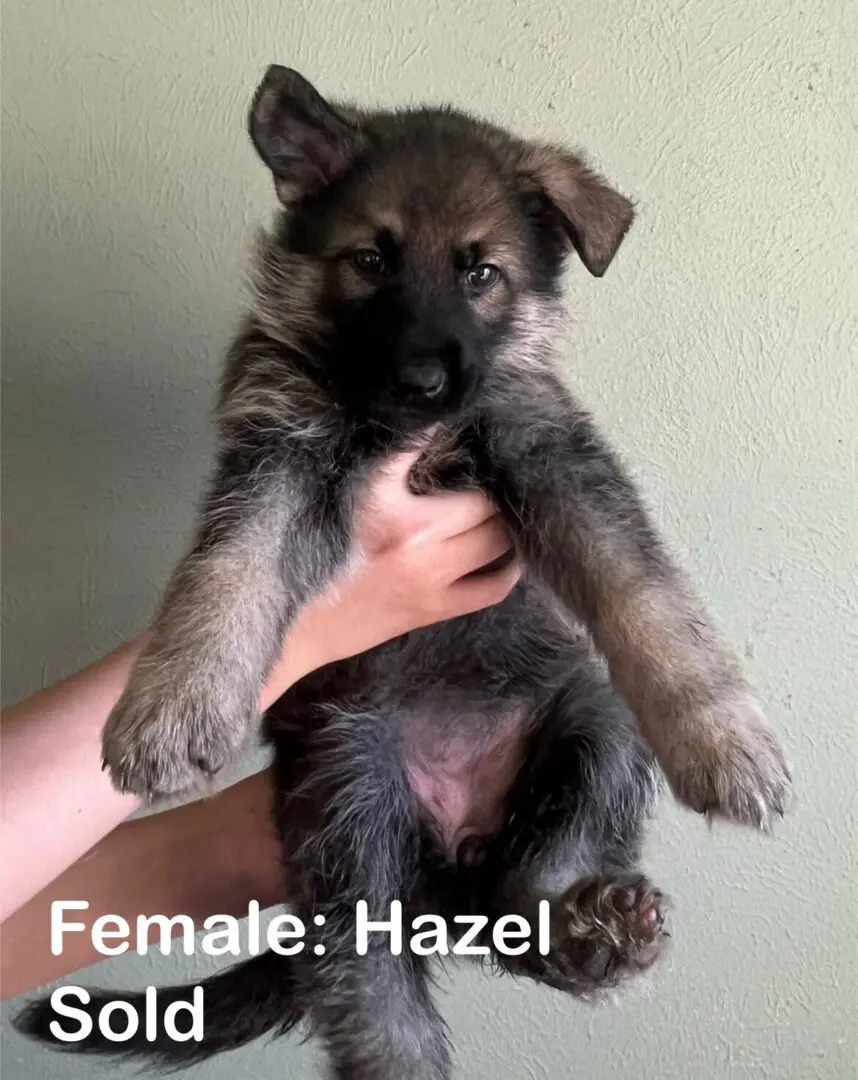 A person holding a puppy with text that reads " female : hazel ".