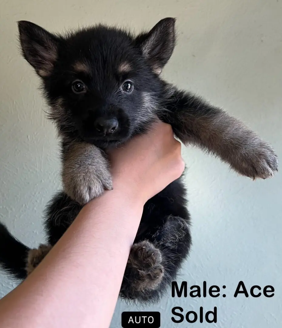 A person holding onto the back of a puppy